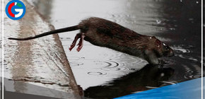 Alerta en Nueva York por el aumento récord de casos de una rara enfermedad trasmitida por ratas 