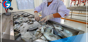 Produce: Transfieren S/ 1.7 millones para fortalecer red de sanidad pesquera y acuícola