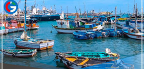 Proponen industrializar la pota para consumo masivo en Ilo 