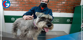 Municipalidad de San Isidro inicia colocación de microchips en canes y gatos 