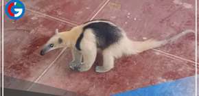 Rescatan oso hormiguero de vivienda de vecina de La Victoria en Chiclayo