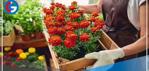 Inacal establece estándares para impulsar la producción y comercialización de flores y plantas ornamentales 