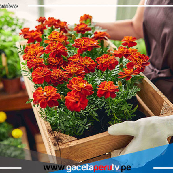 Inacal establece estándares para impulsar la producción y comercialización de flores y plantas ornamentales 