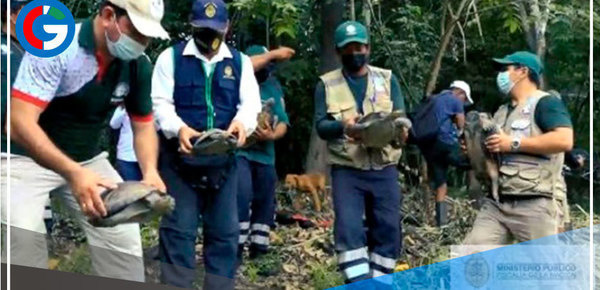 Ministerio Público: Rescatan este año 766 animales silvestres 