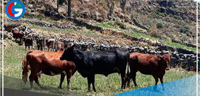 INIA instalará núcleo genético de ganado vacuno en comunidad La Calera de Arequipa