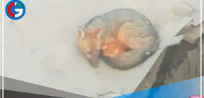 Zorro genera temor en vecinos de Comas