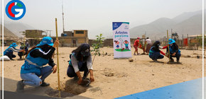 Árboles para lima superó las 113,000 plantaciones en el norte de la capital