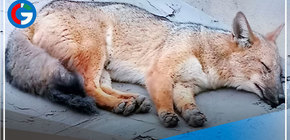 Confirman captura de zorrito Run Run y permanecerá en observación