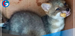 Serfor rescata 5 cachorros de zorro costeño en Chiclayo