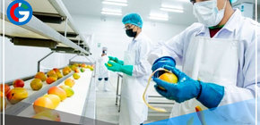 Piura: Agricultores de Chulucanas podrán exportar mango congelado en cubos 