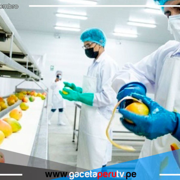 Piura: Agricultores de Chulucanas podrán exportar mango congelado en cubos 