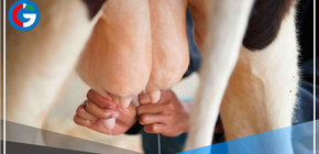 Inacal aprobó norma técnica que establece buenas prácticas de ordeño