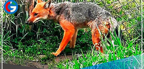 Zorro andino hallado en iglesia fue trasladado a zoológico de la Granja Porcón en Cajamarca