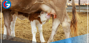 INIA presenta Programa de Mejoramiento Genético de Ganado en Cajamarca