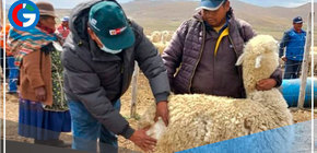 Capacitan a productores de Mañazo para mejorar calidad genética de alpacas en Puno