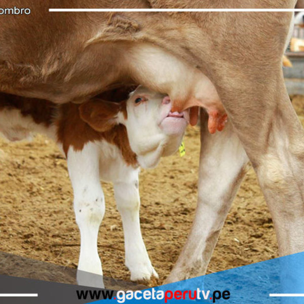 INIA presenta Programa de Mejoramiento Genético de Ganado en Cajamarca