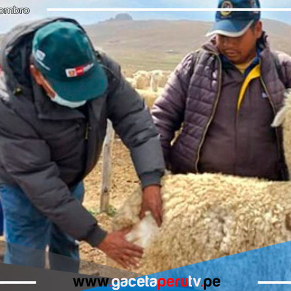 Capacitan a productores de Mañazo para mejorar calidad genética de alpacas en Puno