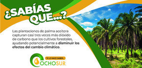 ¿Sabías que las plantaciones de Palma Aceitera capturan casi tres veces más dióxido de carbono que los cultivos forestales?