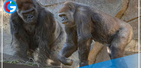 Gorilas de un zoológico de Atlanta dan positivo por covid-19 