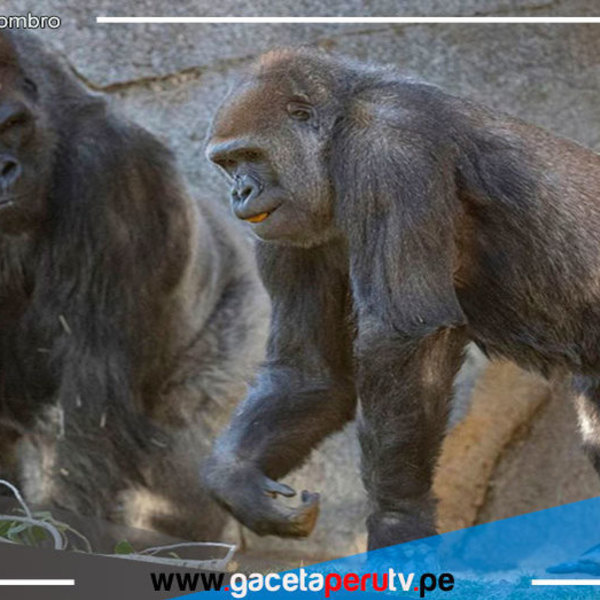 Gorilas de un zoológico de Atlanta dan positivo por covid-19 