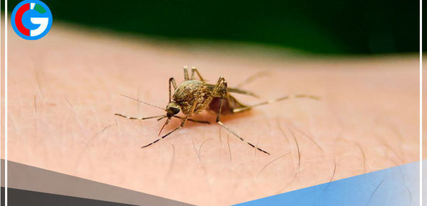 Científicos peruanos investigan test de bajo costo para diagnóstico rápido de malaria 