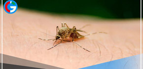 Científicos peruanos investigan test de bajo costo para diagnóstico rápido de malaria 