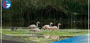 Serfor realizará censo invernal de flamencos altoandinos en lagunas de tres regiones 