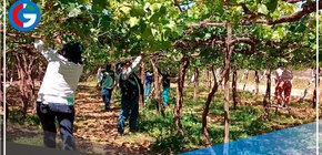 Tecnología agraria ayudará a mejorar calidad exportable de la uva de mesa de Moquegua 