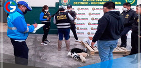 Mesa Redonda: rescatan a 11 perros que iban a ser vendidos ilegalmente