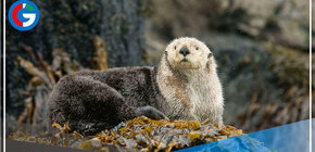 Especies marinas como las Nutrias de Ventanilla y Ancón habrían desaparecido por el derrame de petróleo de Repsol