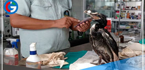 Parque de las Leyendas: Más de 100 aves marinas afectadas por el derrame han sido rescatadas