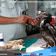 Parque de las Leyendas: Más de 100 aves marinas afectadas por el derrame han sido rescatadas