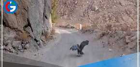 Serfor libera a dos águilas mora en el valle arequipeño de Chilina 