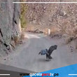 Serfor libera a dos águilas mora en el valle arequipeño de Chilina 