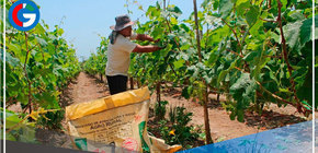 El Ministerio de Desarrollo Agrario y Riego inició proceso de licitación para adquirir 44 mil toneladas de urea