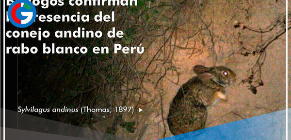 Biólogos confirman presencia del conejo andino de rabo blanco en Perú