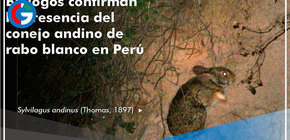 Biólogos confirman presencia del conejo andino de rabo blanco en Perú