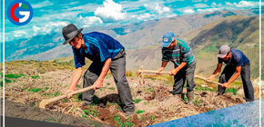 Gobierno lanza el programa de créditos “Siembra Más” para comprar insumos agrícolas y fertilizantes