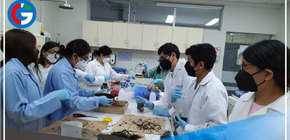 Investigadores estudian posibles propiedades anticancerígenas de macroalgas de la región Ica