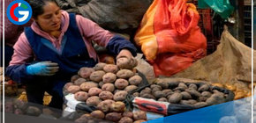 Precio de la papa aumenta en un 130% en lo que va del año 