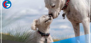 Roma inaugurará un hospital veterinario público y gratuito con urgencias abiertas las 24 horas