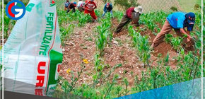 Cumplimiento del cronograma de adquisición y distribución de urea está asegurado