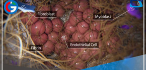 Construyen tejidos para trasplante impresos en 3D