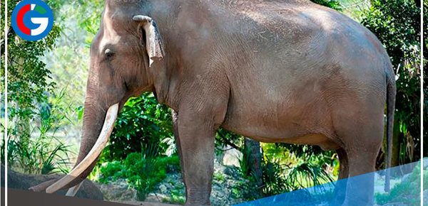 E.E.U.U.: Murió ‘Dalip’, el elefante asiático más viejo
