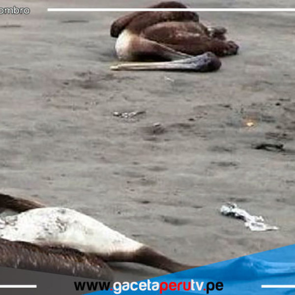 Detectan casos de aves con gripe aviar H5N1 en Chepén y Pacasmayo