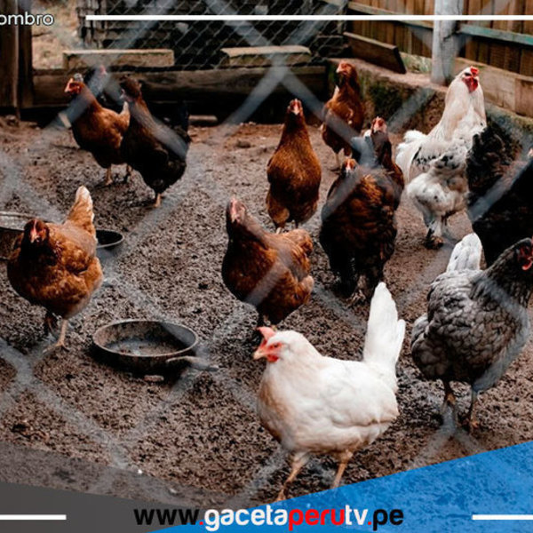 Detectan el primer brote de influenza aviar H5N1 en aves de corral en Lambayeque 