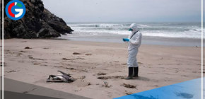 Más de 13 mil aves silvestres marinas han muerto por la influenza aviar