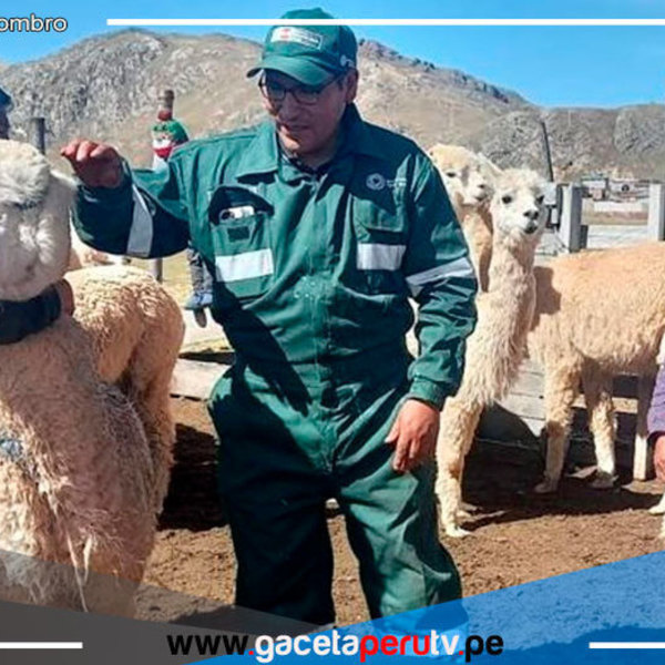 Brindaron asistencia técnica a 4,151 pequeños productores alpaqueros de 8 regiones