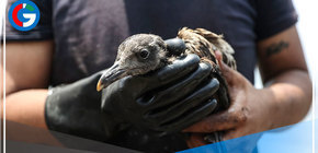 Aprueban Guía para el manejo de fauna silvestre ante derrame de derrame de petróleo