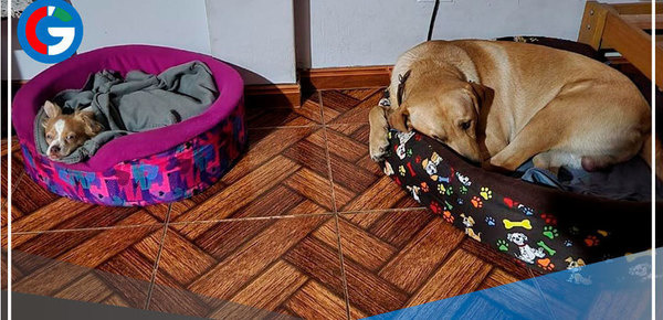 ¿Qué problemas afectan más a las mascotas en fiestas de fin de año?